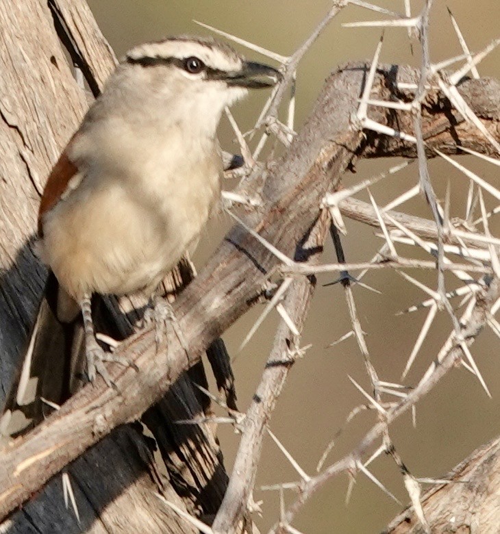 Brown-crowned Tchagra - ML643384389