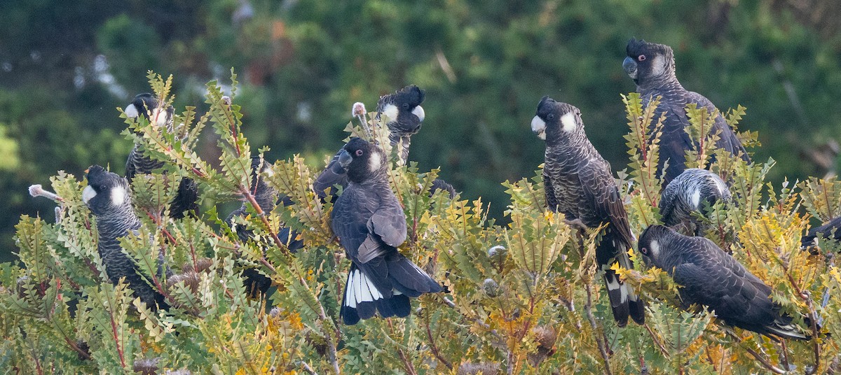 Carnaby's Black-Cockatoo - ML643384395