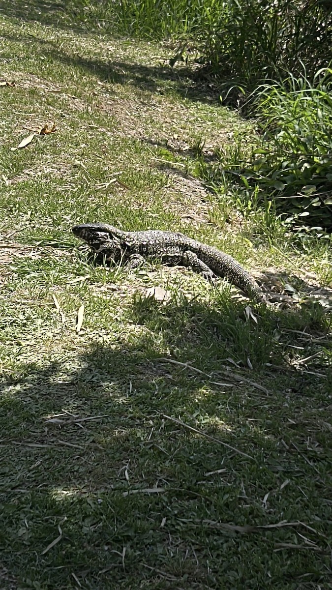 Animals - ML643384399