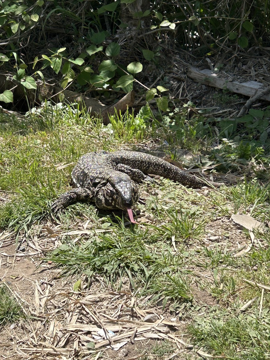 Animals - ML643384400