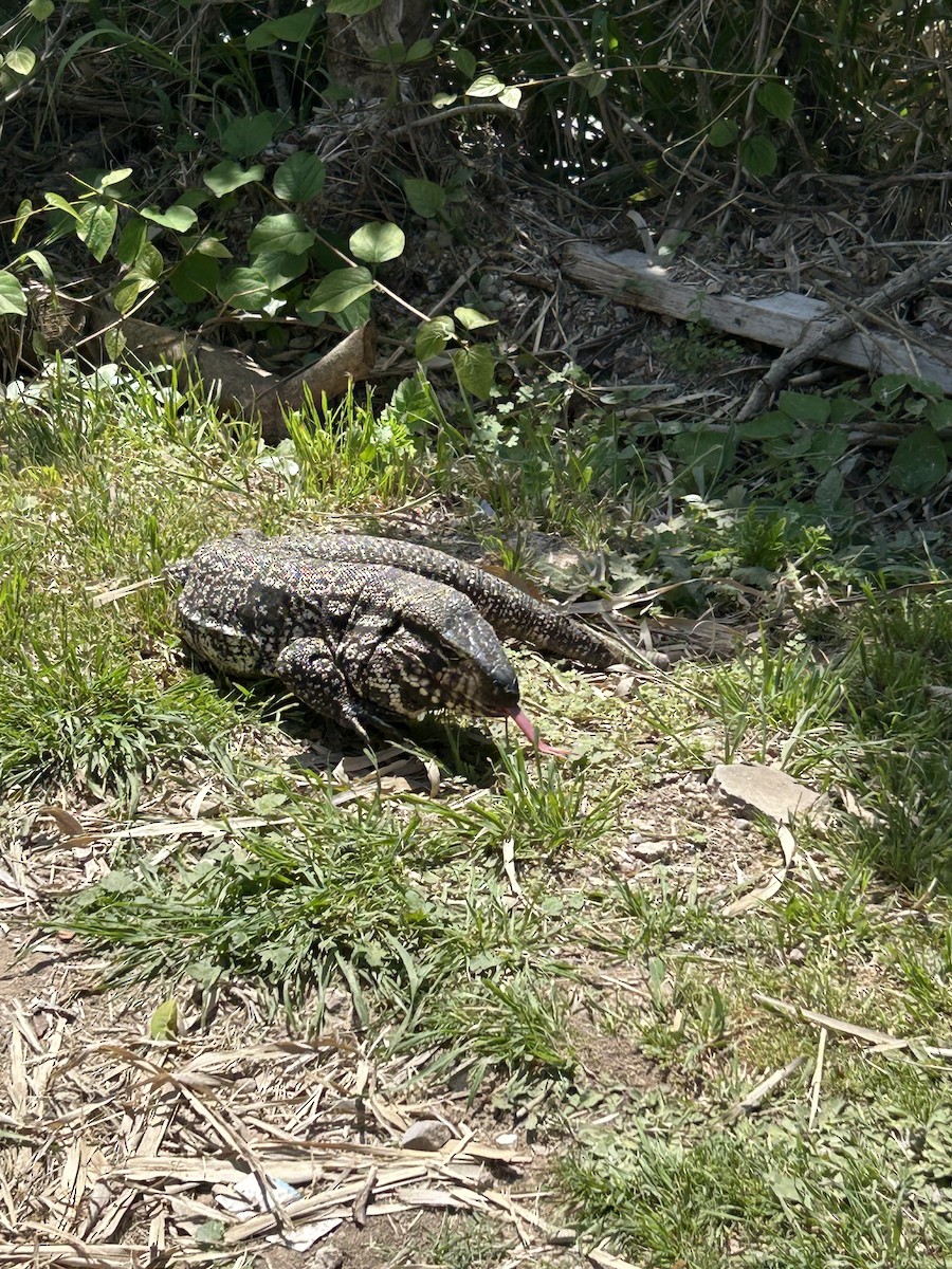 Animals - ML643384401