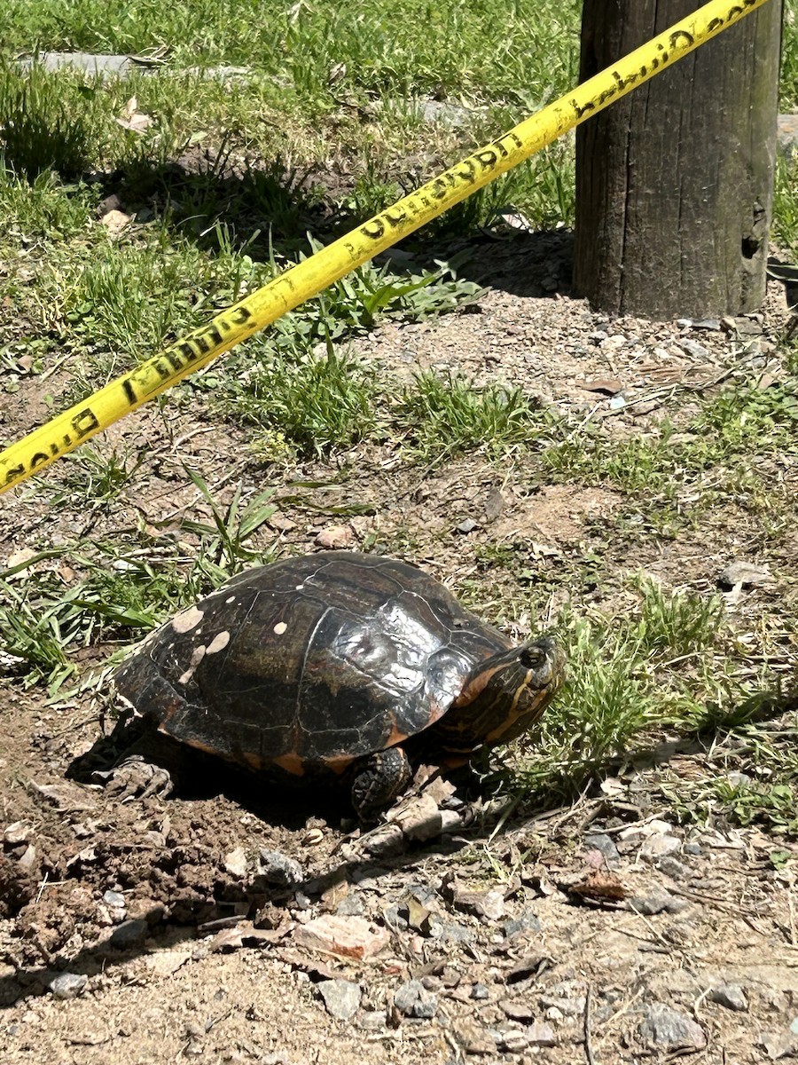 Animals - ML643384402