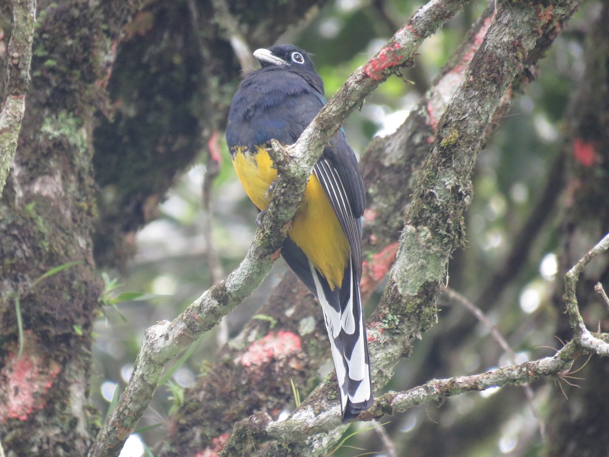 Green-backed Trogon - ML643384441