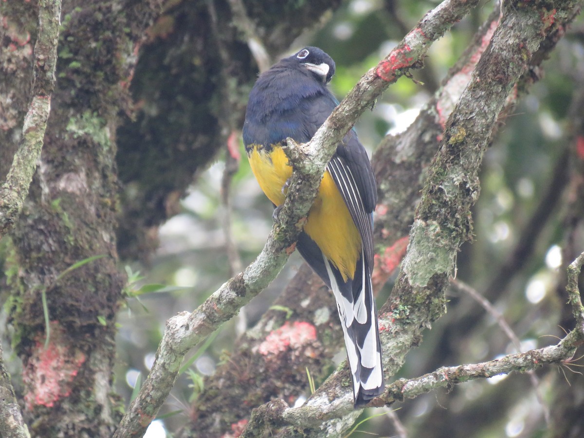 Green-backed Trogon - ML643384442