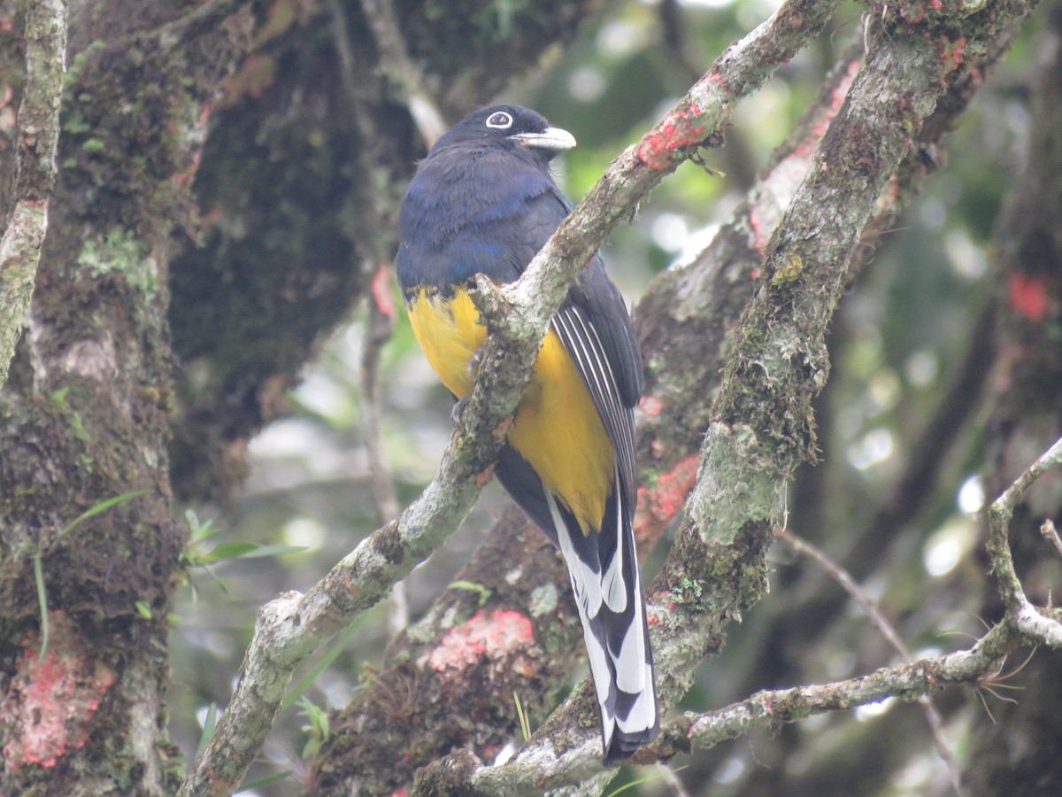 Green-backed Trogon - ML643384450