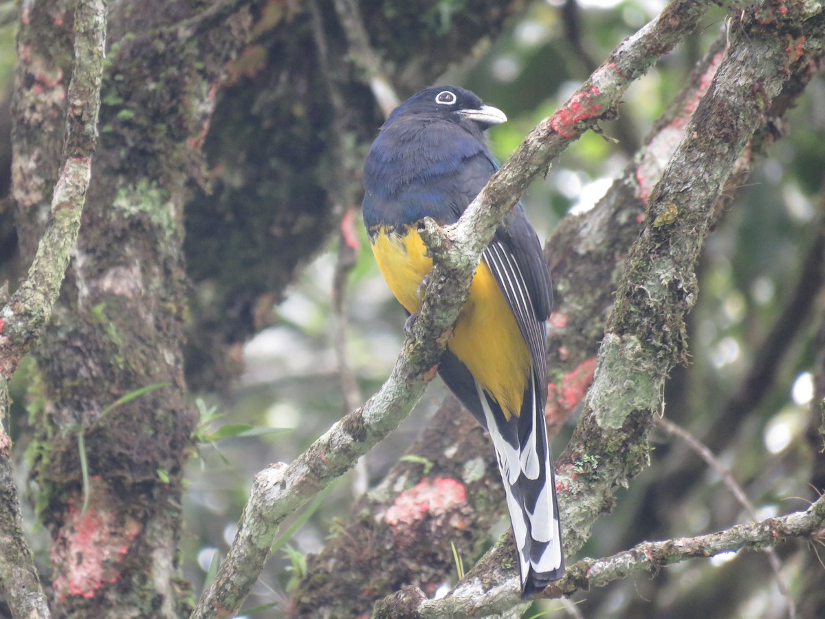 Green-backed Trogon - ML643384451
