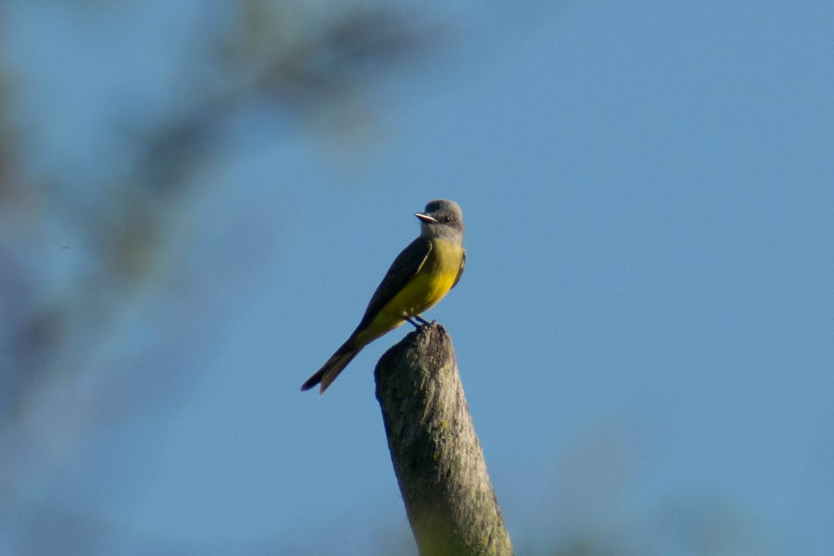 Tropical Kingbird - ML643384462