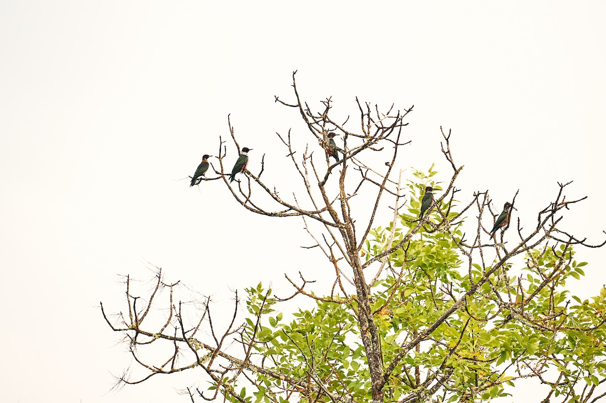 Lewis's Woodpecker - ML643384467