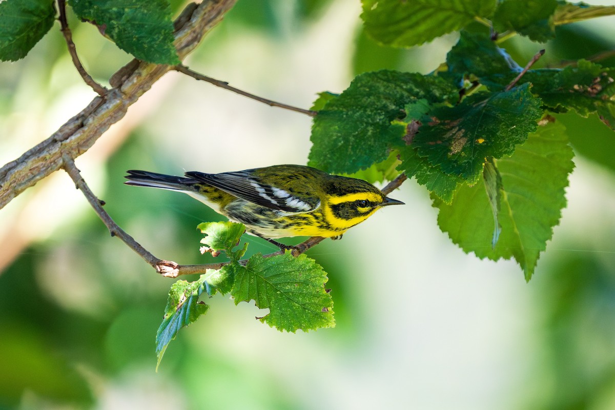 Townsend's Warbler - ML643384472