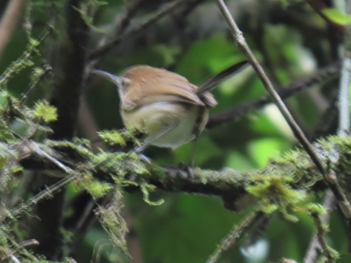 Long-billed Gnatwren - ML643384486