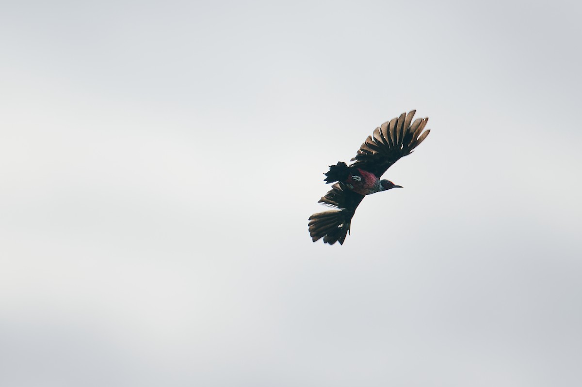 Lewis's Woodpecker - ML643384487