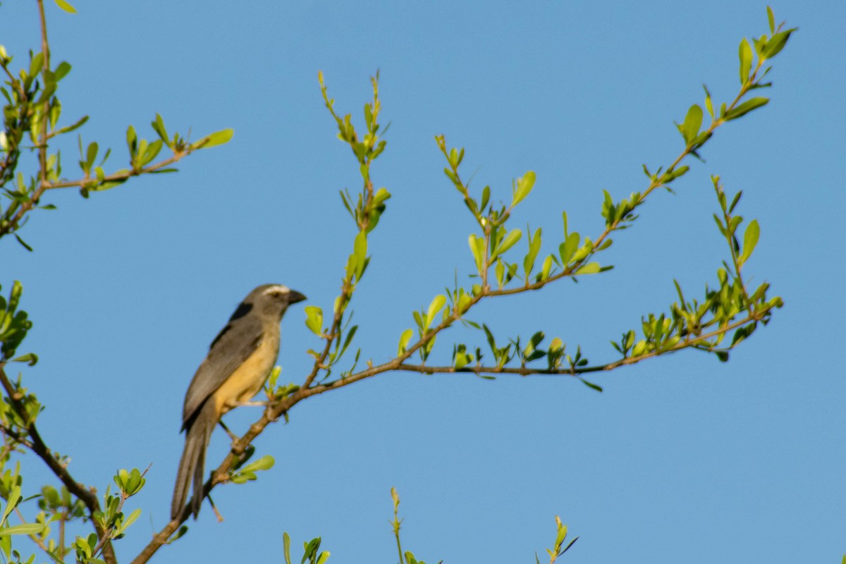 Bluish-gray Saltator - ML643384499