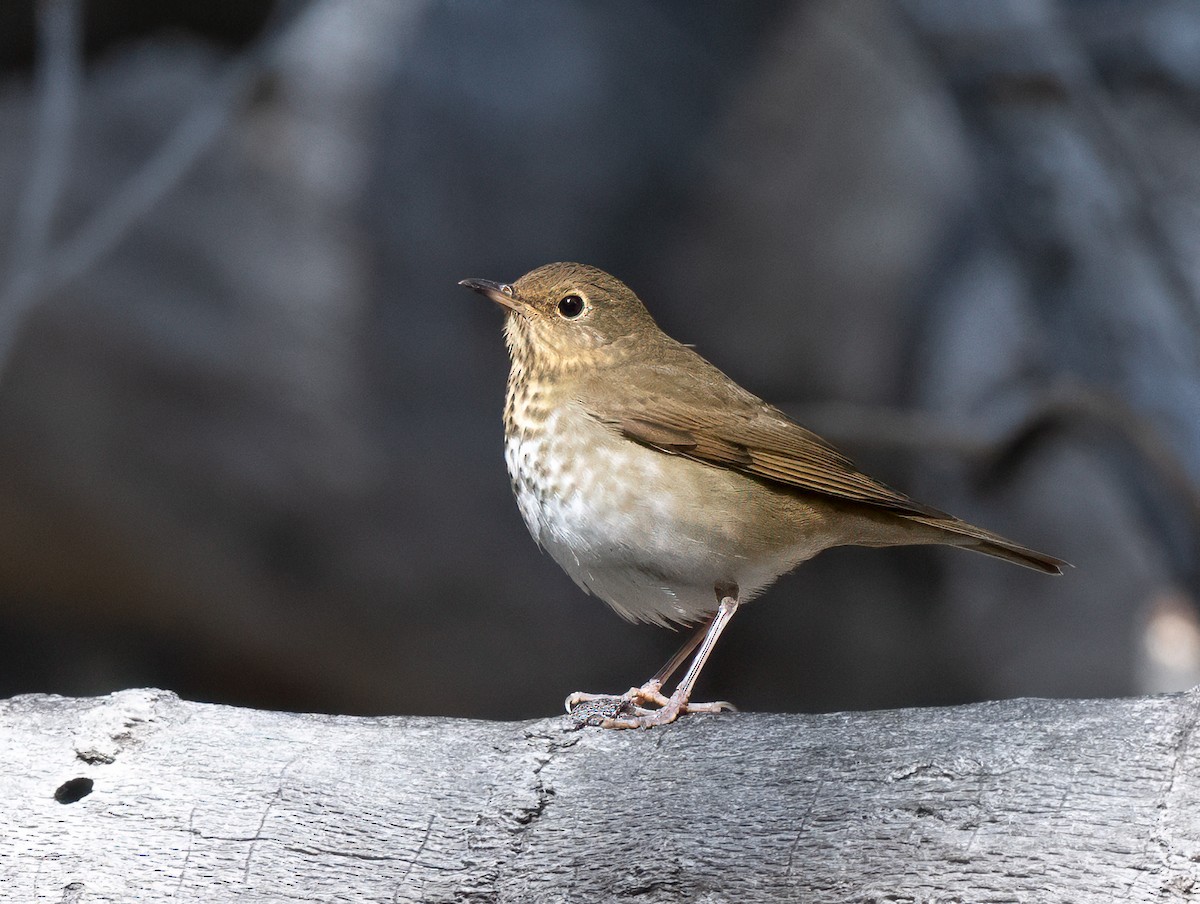 Swainson's Thrush - ML643384500