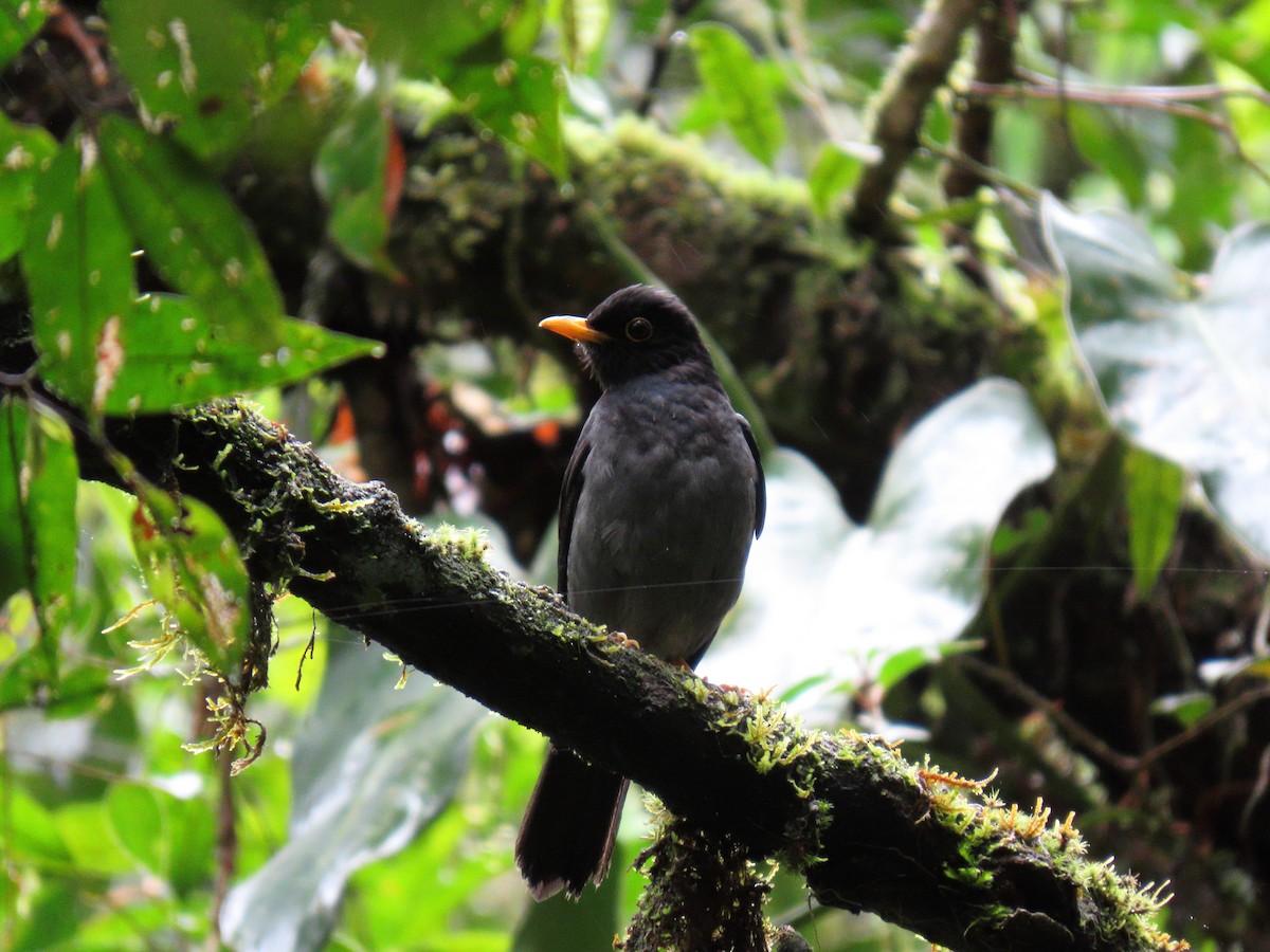 Yellow-legged Thrush - ML643384501