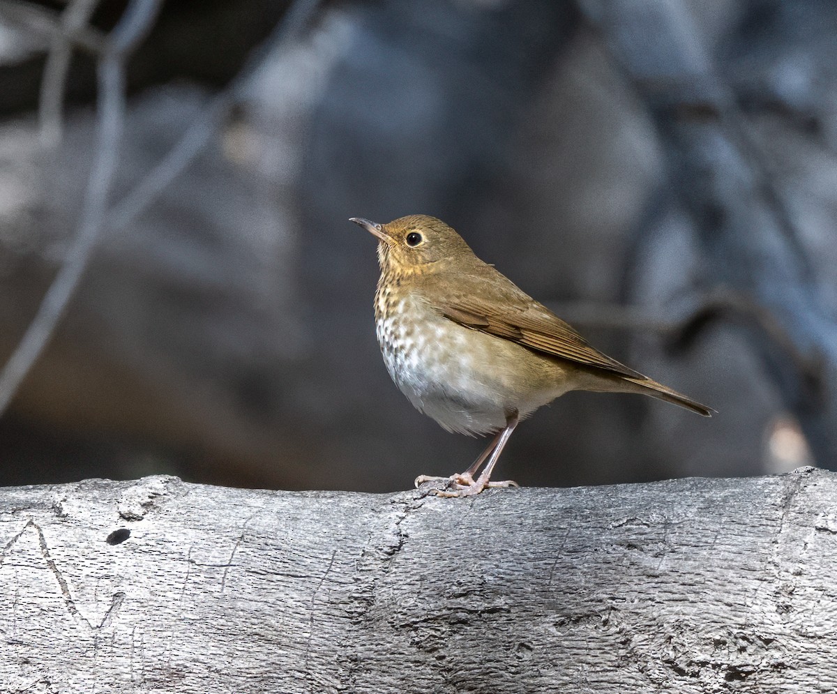 Swainson's Thrush - ML643384505