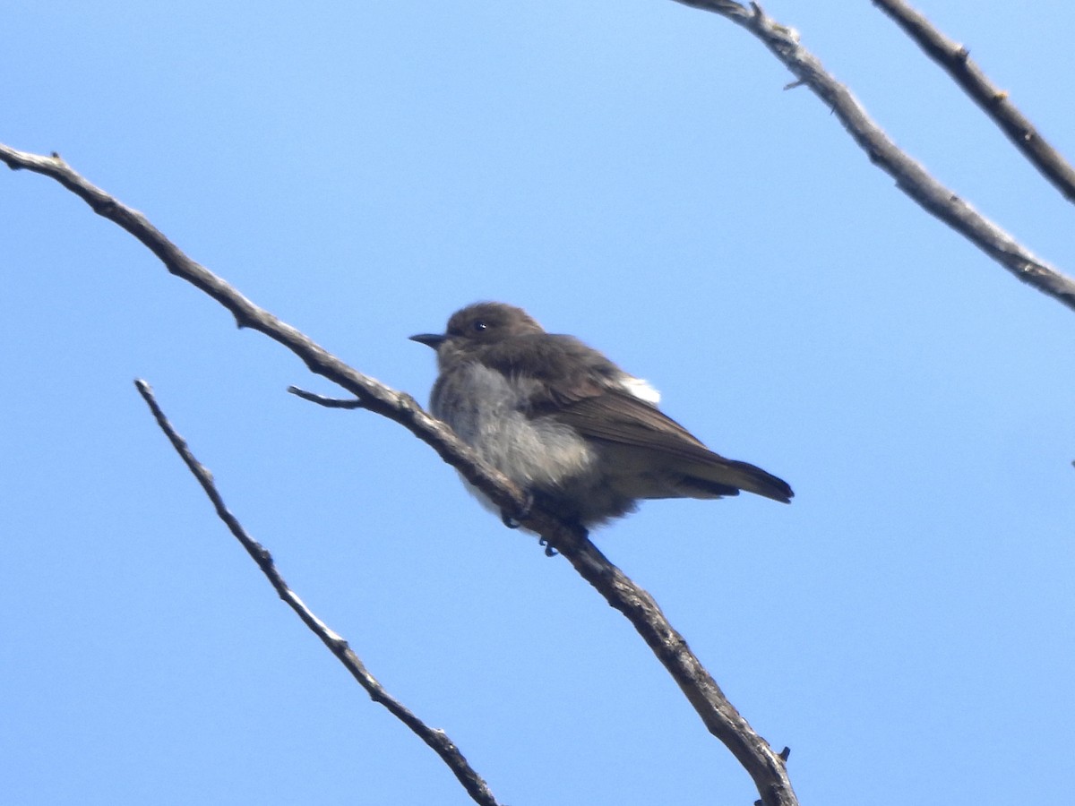 ヒメミツオシエ - ML643384517