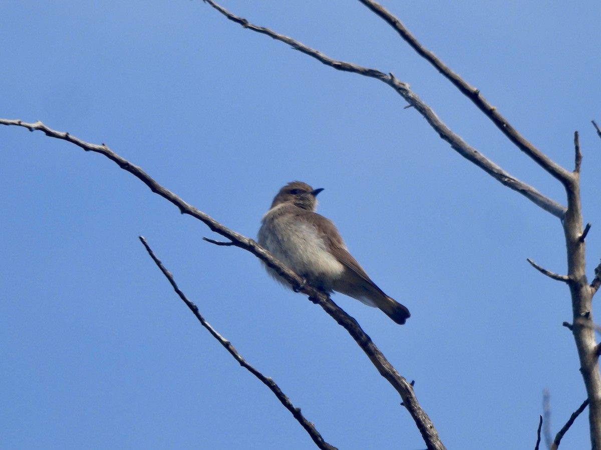 ヒメミツオシエ - ML643384518