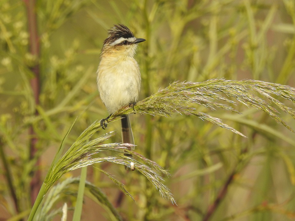 Острохвостый тачурито - ML643384530