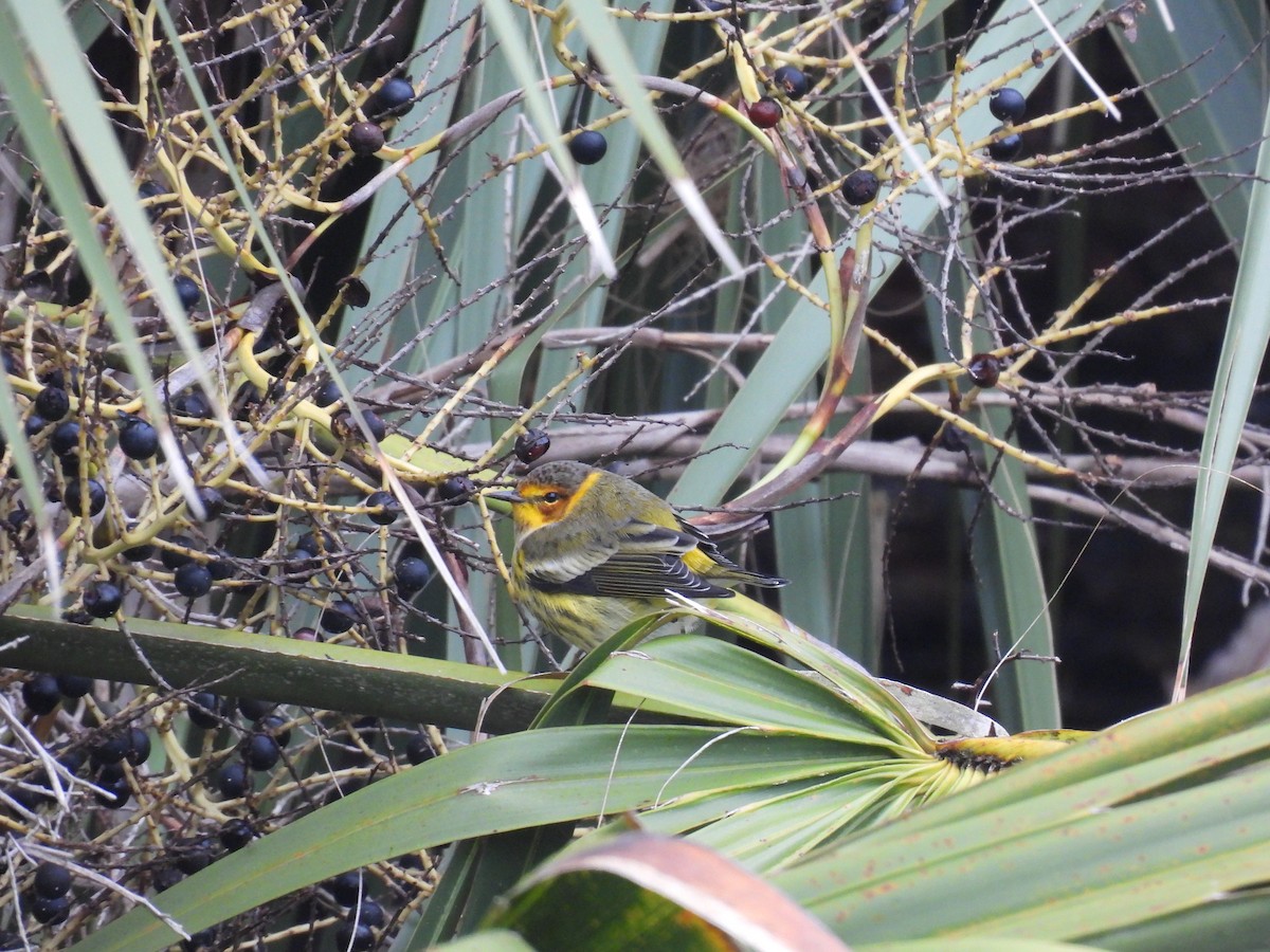 Cape May Warbler - ML643384532