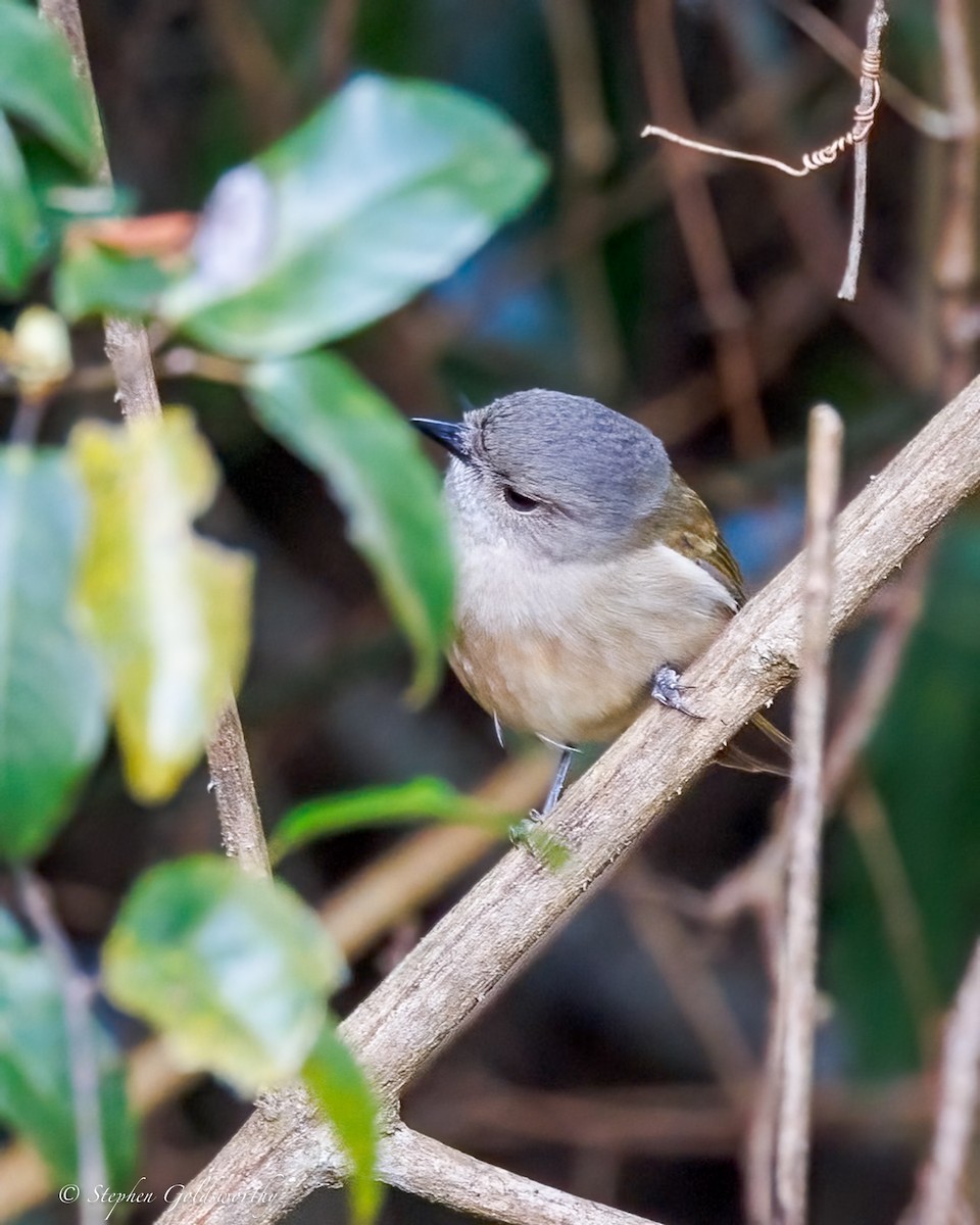 Golden Whistler (Eastern) - ML643384537