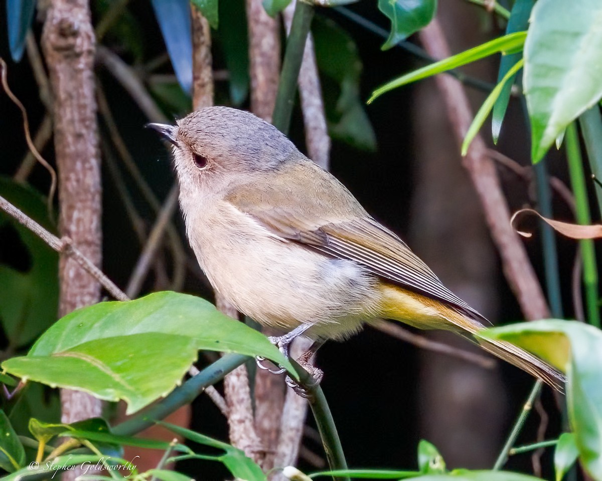 Golden Whistler (Eastern) - ML643384538