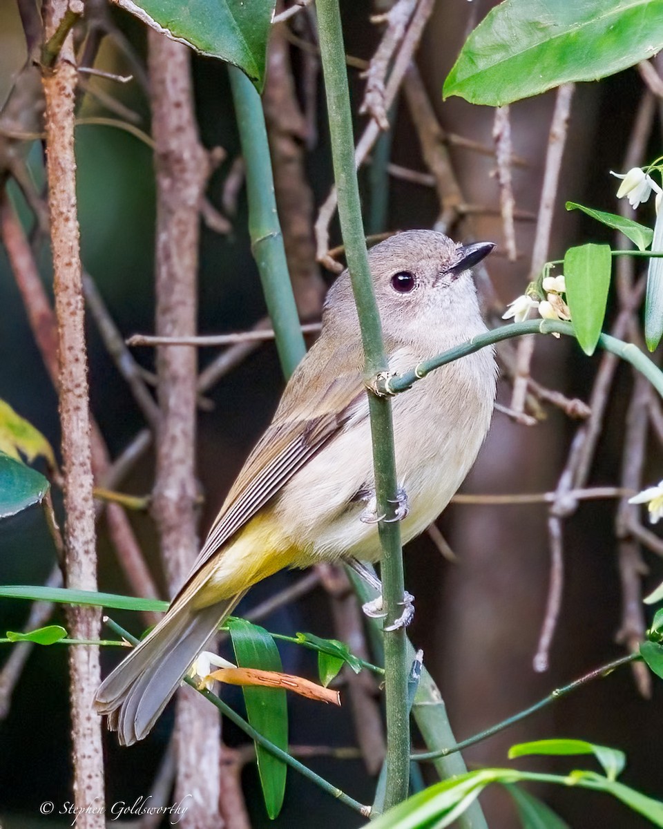 Golden Whistler (Eastern) - ML643384539