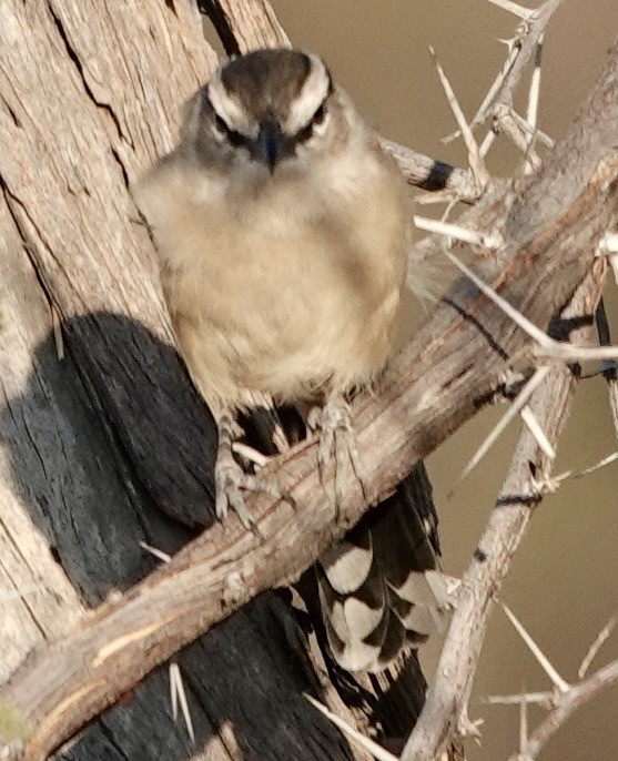 Brown-crowned Tchagra - ML643384552