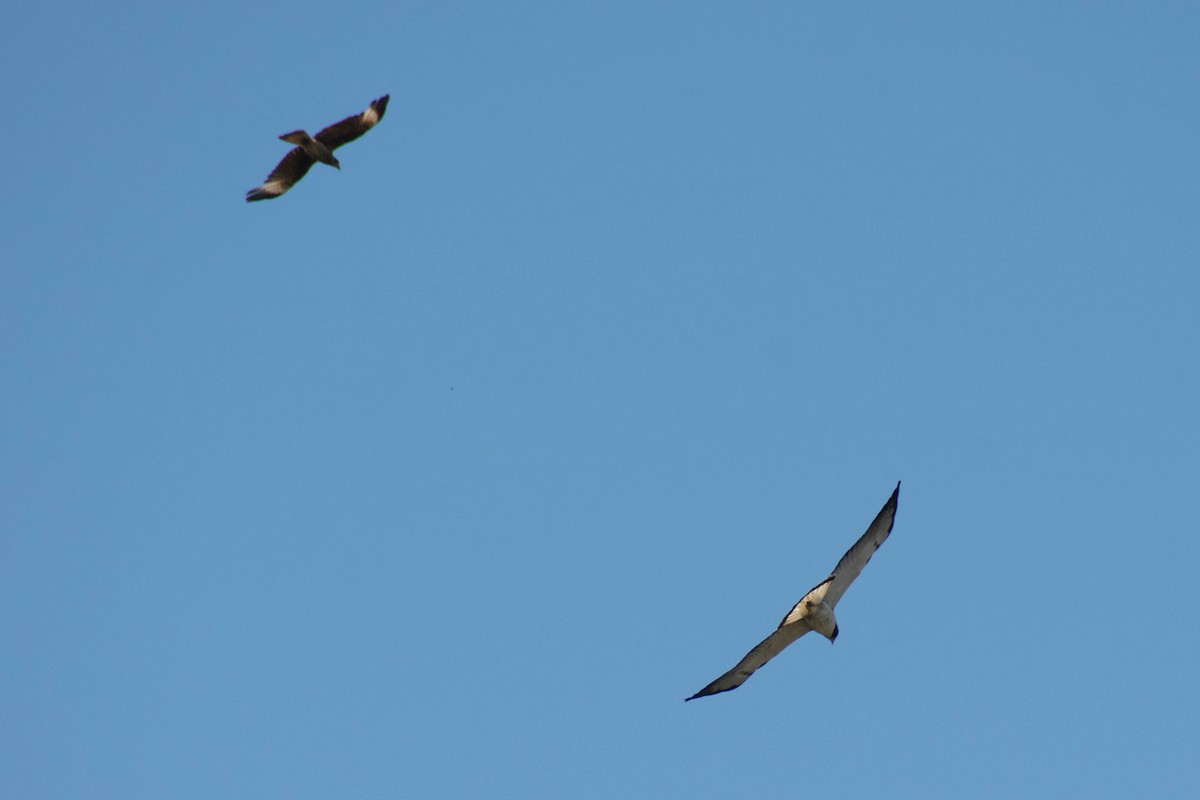 Yellow-headed Caracara - ML643384557