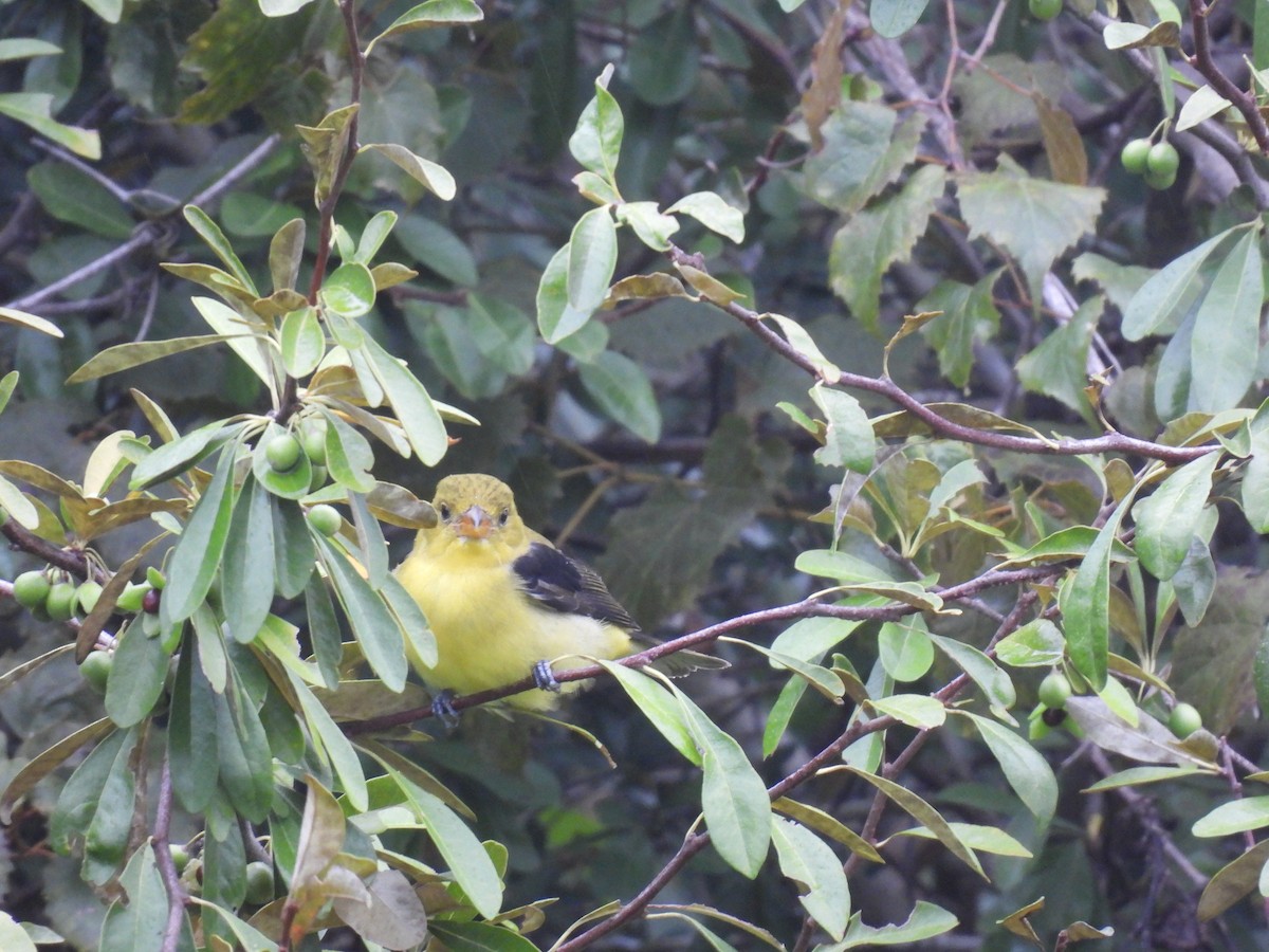 Scarlet Tanager - ML643384562