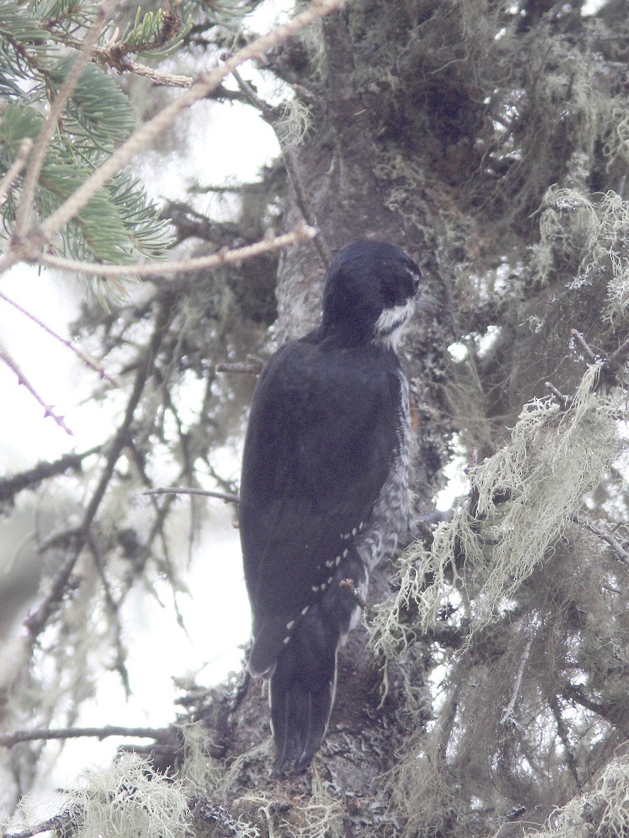 Black-backed Woodpecker - ML643384570