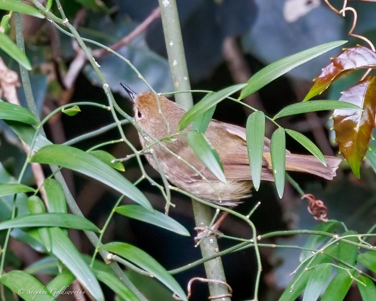Large-billed Scrubwren - ML643384583