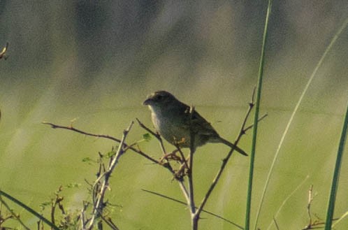 Grassland Sparrow - ML643384595