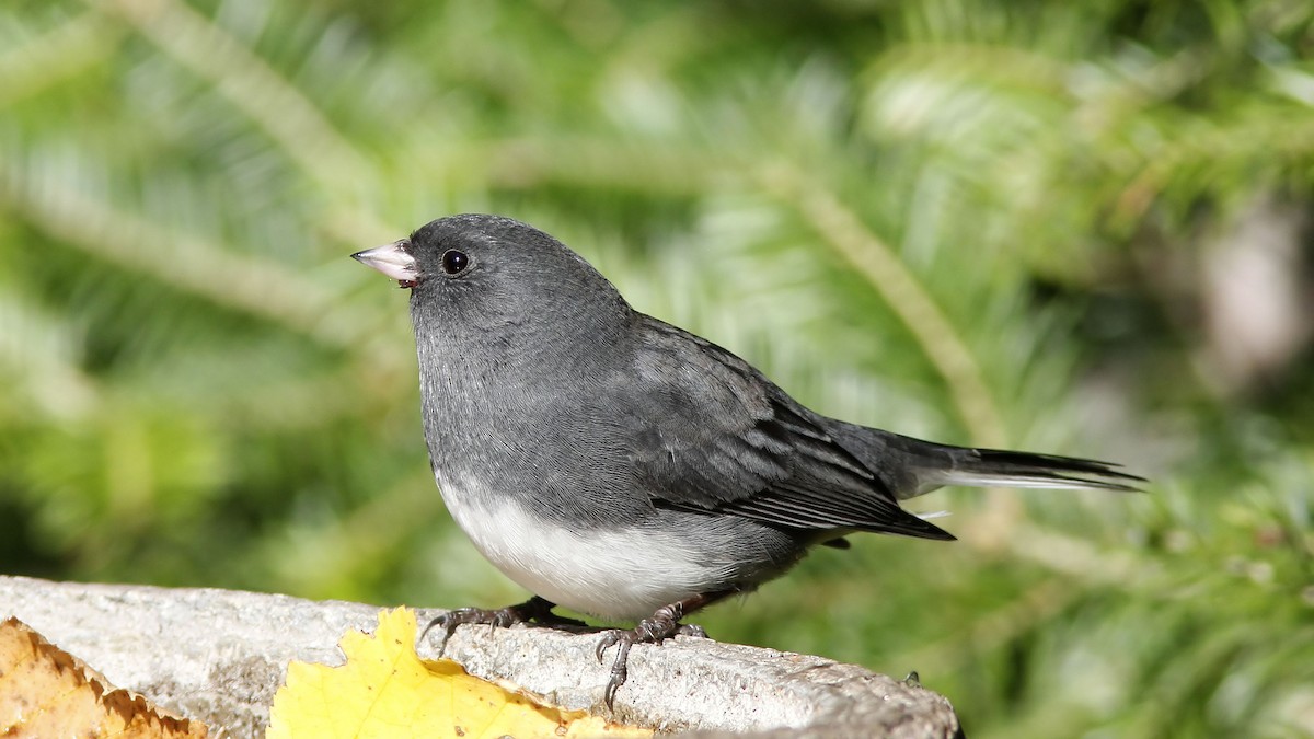 Dark-eyed Junco - ML643384596