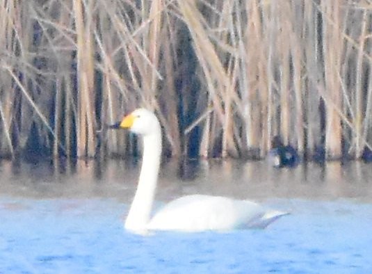 Whooper Swan - ML643384605