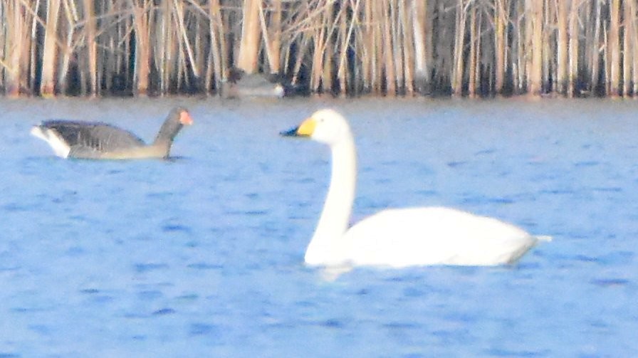 Whooper Swan - ML643384606