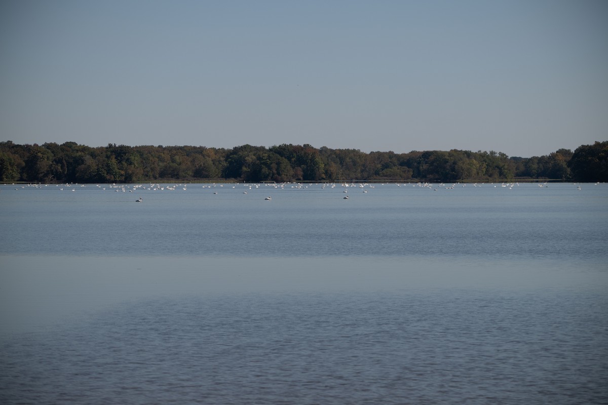 American White Pelican - ML643384608