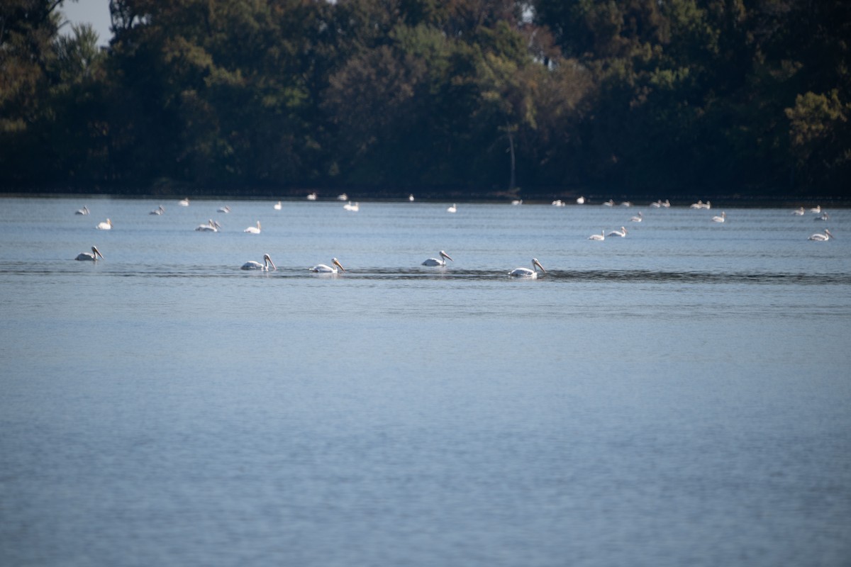 American White Pelican - ML643384609