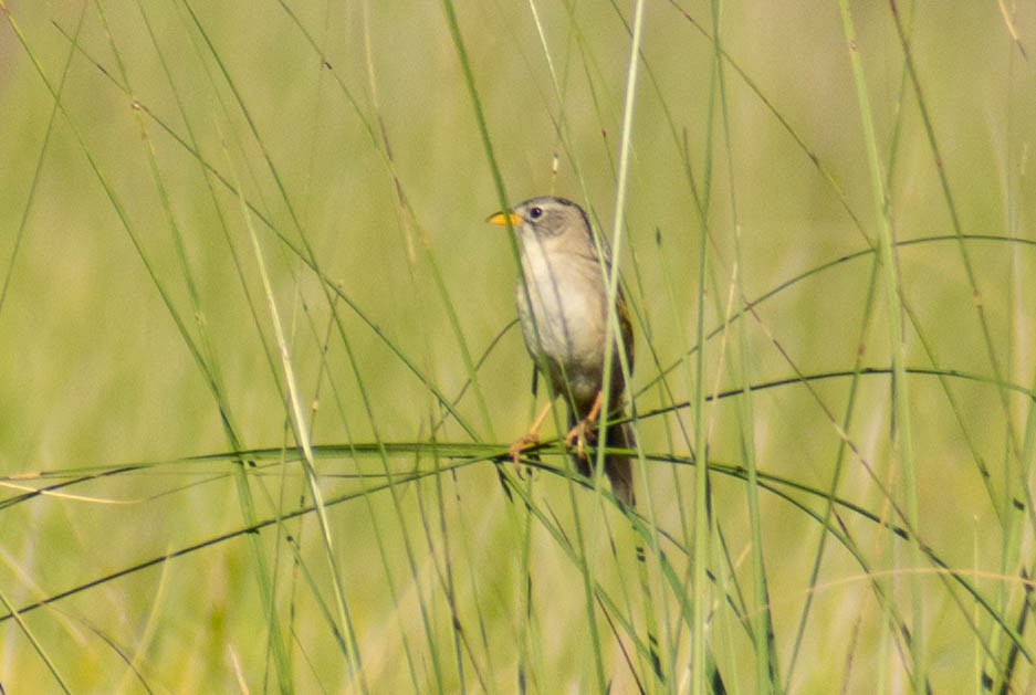 Wedge-tailed Grass-Finch - ML643384613