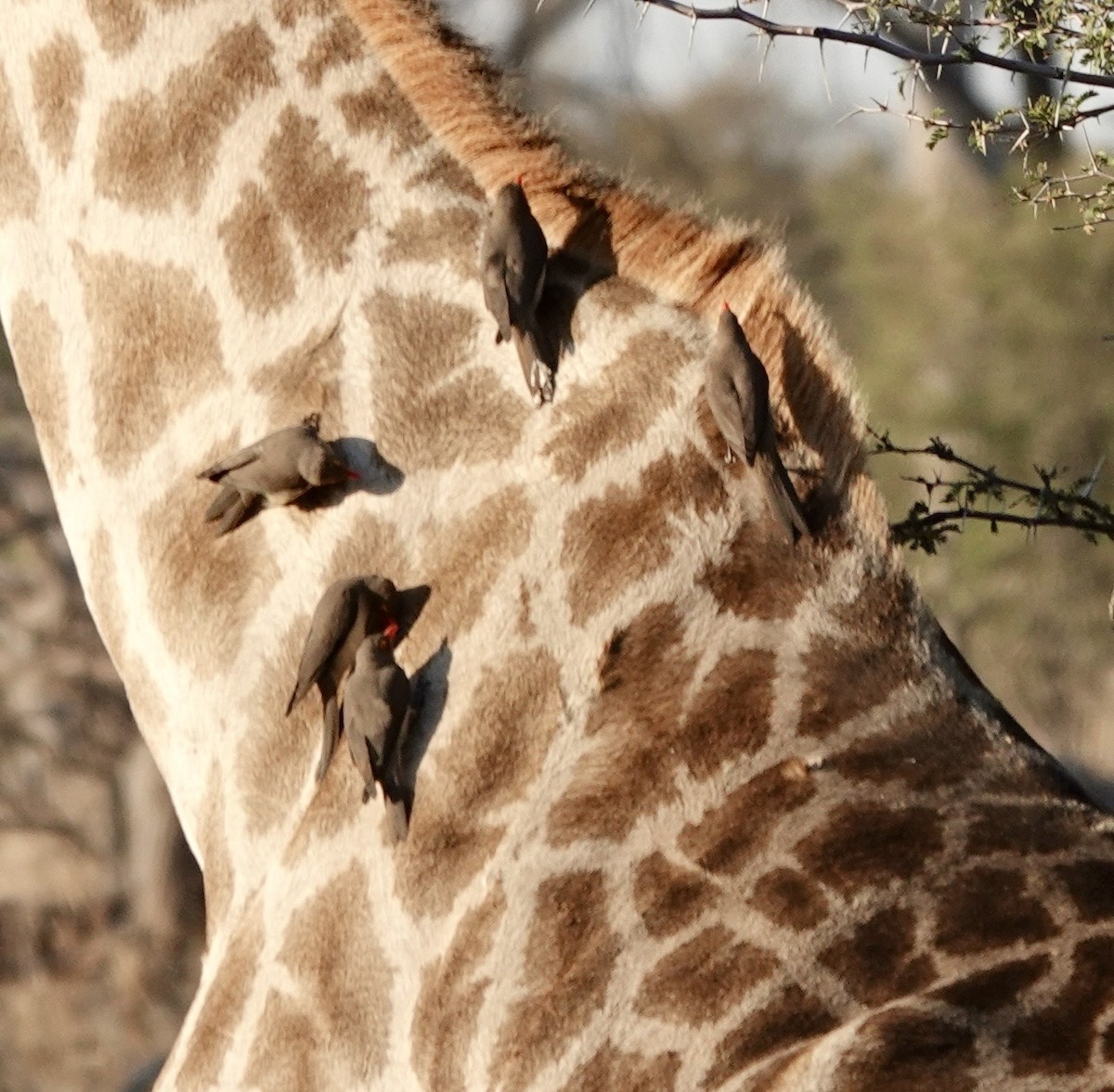 Yellow-billed Oxpecker - ML643384616