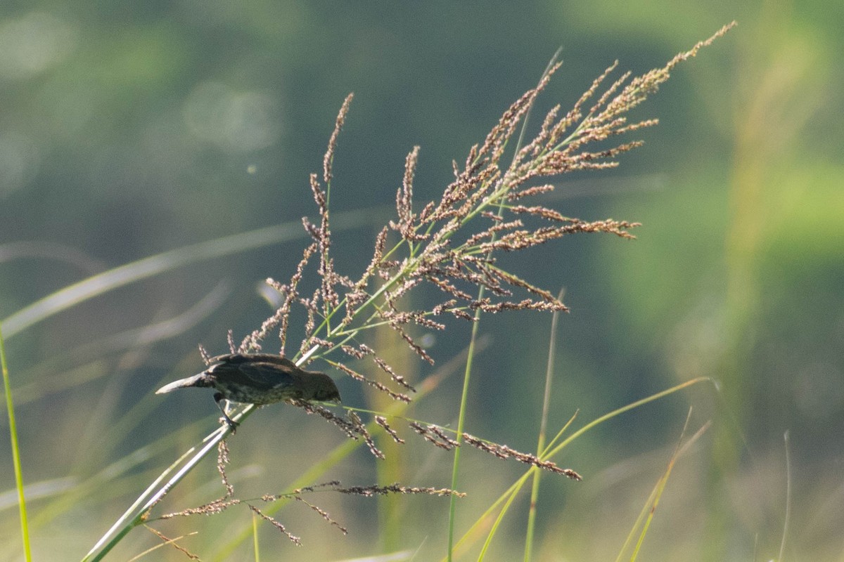 Blue-black Grassquit - ML643384622