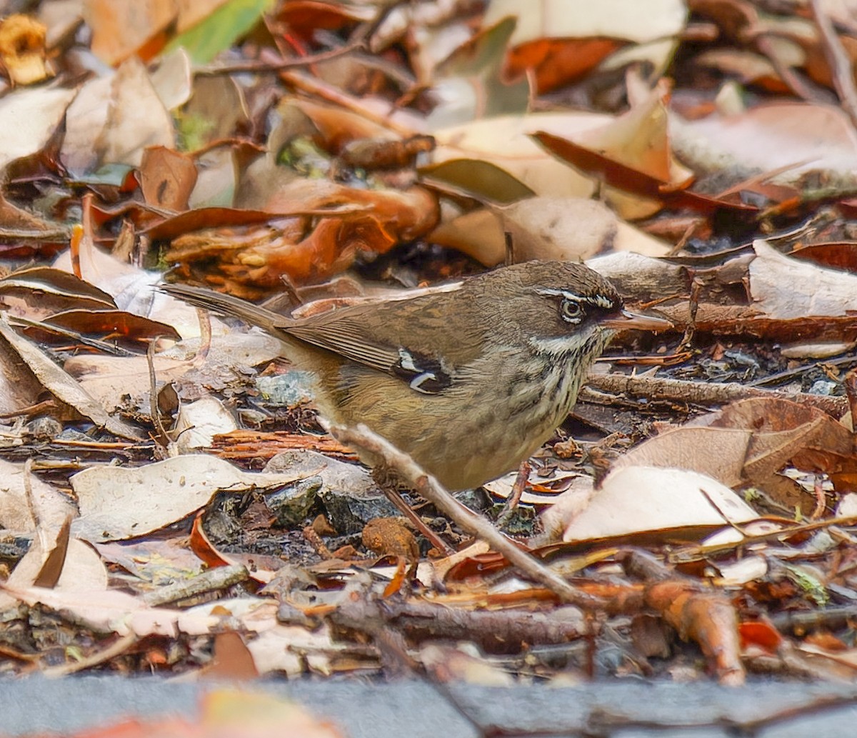 Spotted Scrubwren - ML643384634