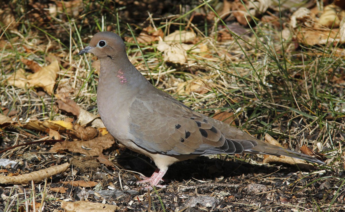 Mourning Dove - ML643384651