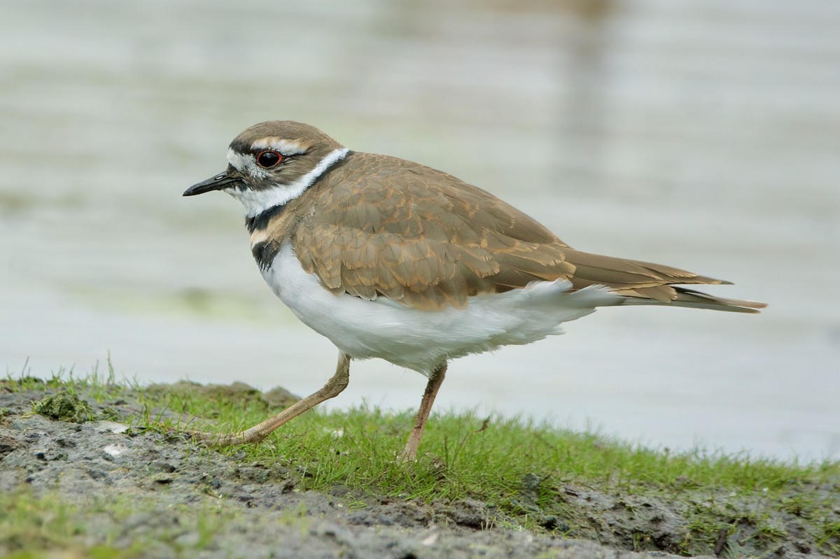 Killdeer - ML643384652