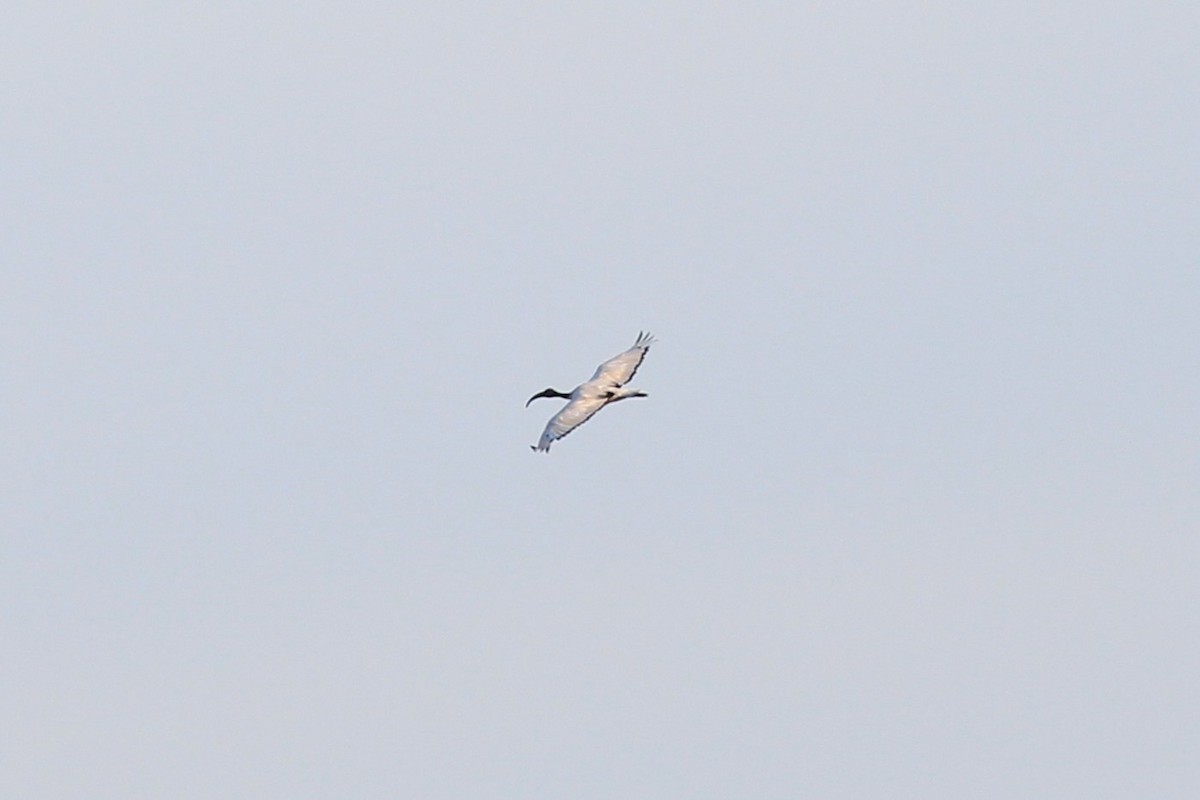 ibis posvátný - ML643384654