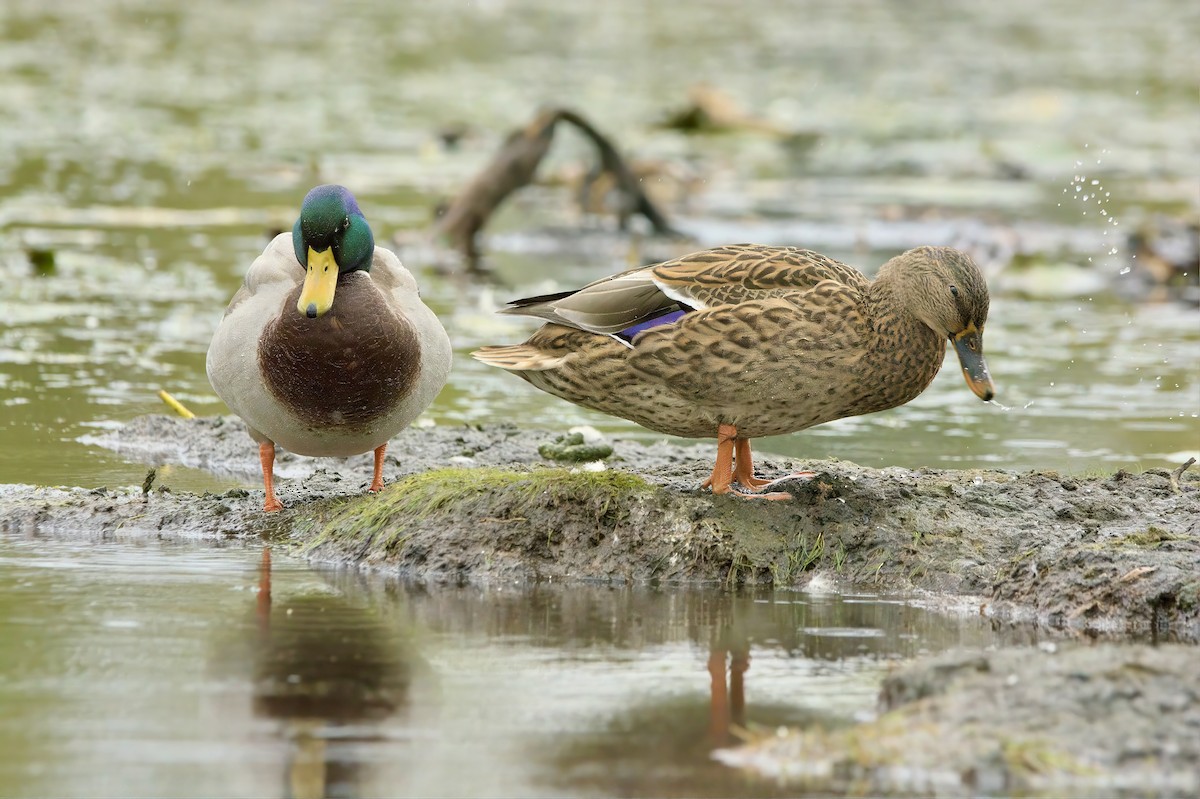 Germano reale - ML643384657