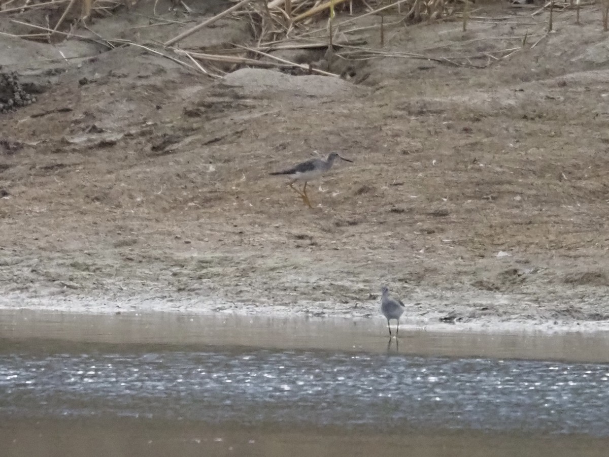 オオキアシシギ - ML643384661