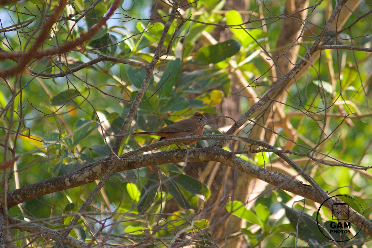 Red-crested Finch - ML643384674