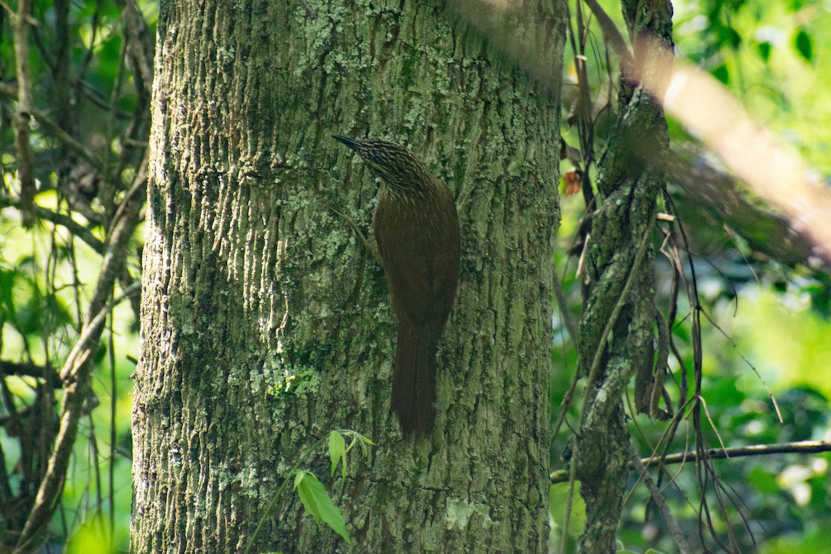 Planalto Woodcreeper - ML643384683