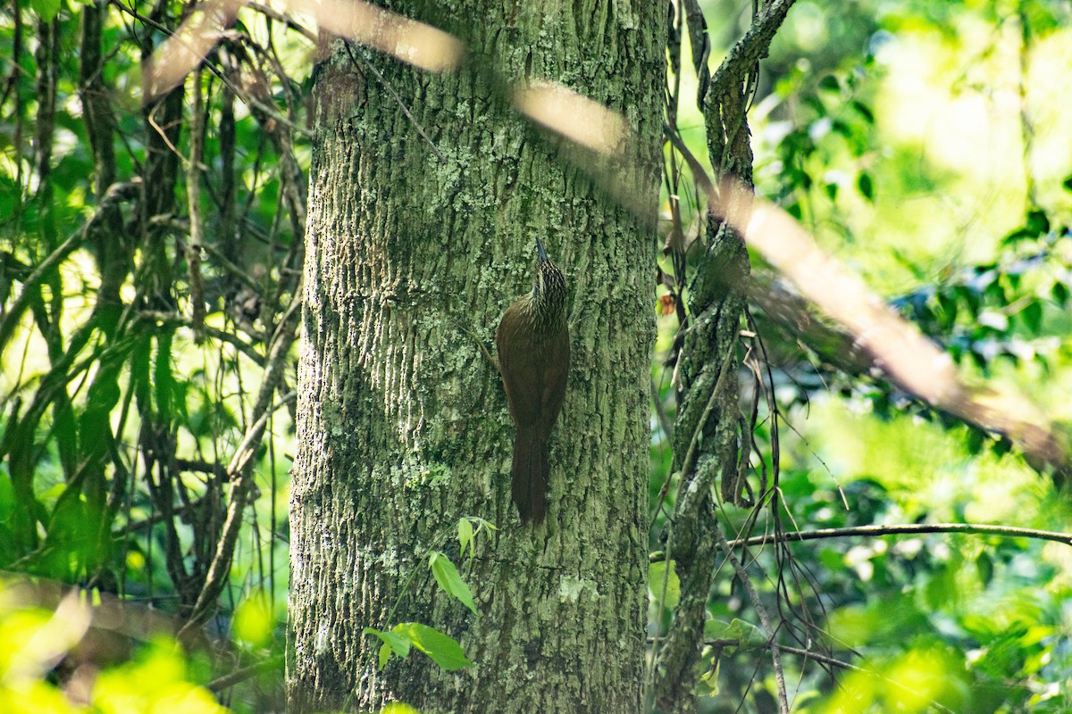 Planalto Woodcreeper - ML643384684