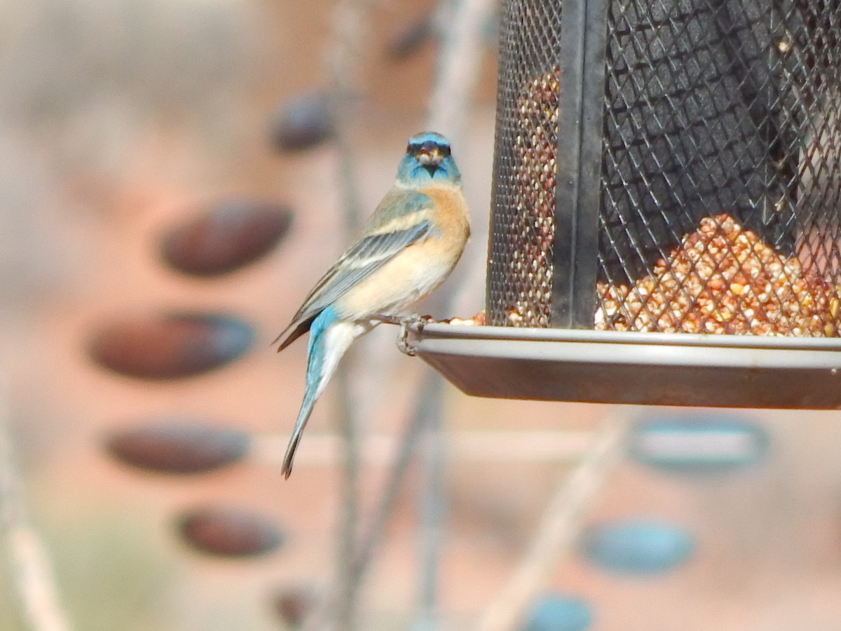 Lazuli Bunting - ML643384697